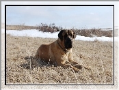 łąka, Mastif angielski, Mastiff