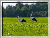 Łąka, Dwa, Bociany