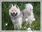 Pies, Łąka, Szpic eurasier, Kwiaty