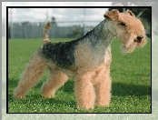 Lakeland Terrier