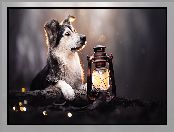 Pies, Lampa naftowa