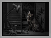 Lampa, Kot, Szafka, Okulary