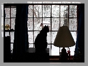 Lampa, Kot, Okno, Zima, Czarny