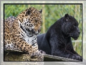 Czarna, Zoo, Jaguar, Pantera