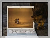 Mysz, Laptop, Kot