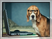 Laptop, Okulary, Gończy, Pies, Szwajcarski