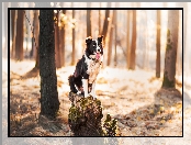 Las, Pień, Border collie