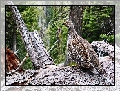 Cietrzewia, Las, Samica