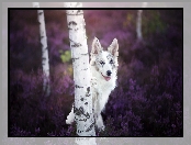 Las, Wrzos, Border collie, Brzozy