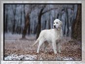 Las, Młody, Golden retriever