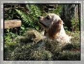 Spaniel