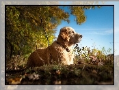 Las, Golden Retriever, Spacer