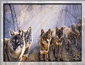 Las, Słońca, Wilki, Promienie