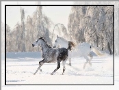 Las, Konie, Zima, Śnieg