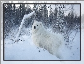 Samojed, Pies, Lasek, Zima, Biały