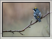 Ptak, Myrtle warbler, Gałązka, Lasówka