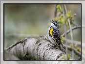 Lasówka, Gałąź, Ptak, Myrtle warbler