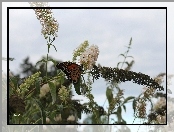Lato, Liście, Monarch, Motyl, Budleja