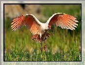Lato, Łąka, Rozmycie, Ibis