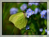 Motyl, Latolistek cytrynek, Niezapominajki, Niebieskie