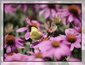 Latolistek cytrynek, Jeżówki, Motyl, Różowe