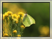 Latolistek cytrynek, Kwiaty, Motyl, Owad