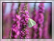 Latolistek cytrynek, Kwiaty, Motyl, Różowe