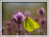 Latolistek cytrynek, Ostrożeń polny, Motyl, Kwiat