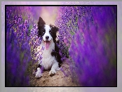 Lawenda, Border collie, Pyszczek