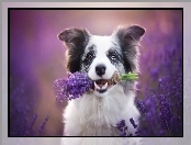 Lawendy, Border collie, Bukiet