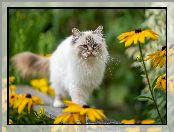 Ławka, Puszysty, Kot ragdoll, Oczy, Rozmycie, Niebieskie, Żółte kwiaty