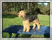 ławka, Lakeland Terrier, niebieska
