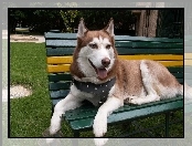 ławka, Siberian Husky, zielono-żółta