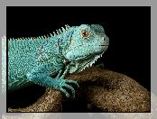 Drewno, Konar, Zbliżenie, Legwan niebieski, Iguana