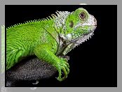 Iguana, Legwan zielony, Drzewo, Zbliżenie