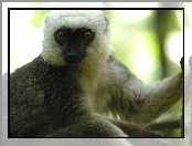 Lemur