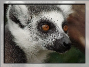 Lemur