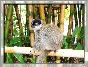 Bambus, Lemur