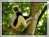 Drzewo, Lemur, Sifaka