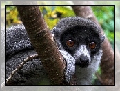 Drzewo, Lemur