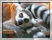 Lemur, Huśtawka