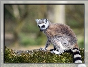 Kita, Lemur, Pasiasta