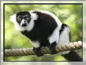 Linie, Lemur, Na