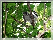 Liście, Lemur, Gałęzie