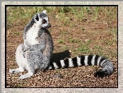 Ogon, Lemur, Piękny