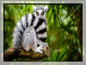 Lemur, Ogon