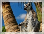 Palmy, Lemur