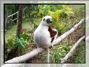 Roślinność, Lemur, Sifaka