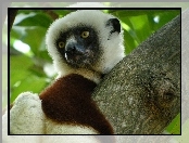 Sifaka, Lemur