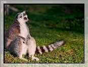 Trawa, Lemur